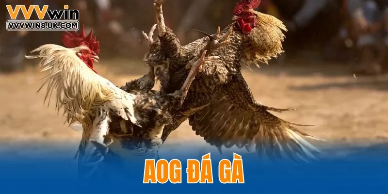 AOG Đá Gà